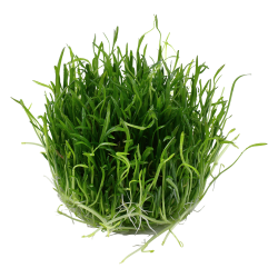 Lilaeopsis brasiliensis - 1-2-grow