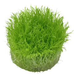 Utricularia graminifolia - 1-2-grow