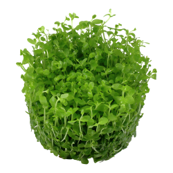 Micranthemum tweediei 'Monte Carlo' - 1-2-grow