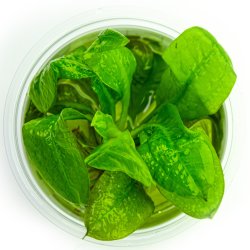 Echinodorus grisebachii 'Tropica' - 1-2-grow