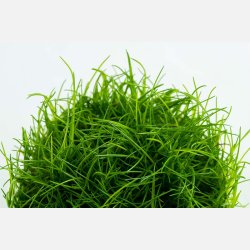 Eleocharis acicularis - 1-2-grow