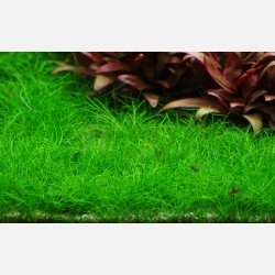 Eleocharis pusilla 'Mini' - 1-2-grow