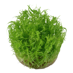 Pogostemon deccanensis - 1-2-grow