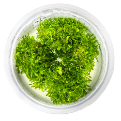 Riccardia chamedryfolia - 1-2-grow