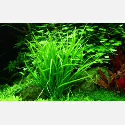 Helanthium tenellum 'Green' - 1-2-grow