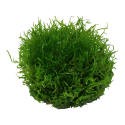 Riccia fluitans - 1-2-grow