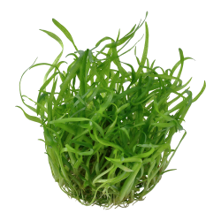 Sagittaria subulata - 1-2-grow