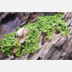 Micranthemum tweediei 'Monte Carlo' - 1-2-grow