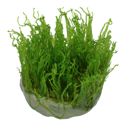 Taxiphyllum alternans 'Taiwan Moss' - 1-2-grow