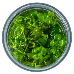 Hygrophila serpyllum - 1-2-grow