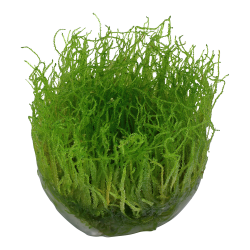Taxiphyllum barbieri 'Bogor Moss' - 1-2-grow