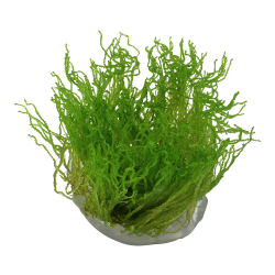 Taxiphyllum sp. Flame Moss - 1-2-grow