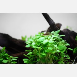 Lobelia cardinalis 'Mini' - 1-2-grow