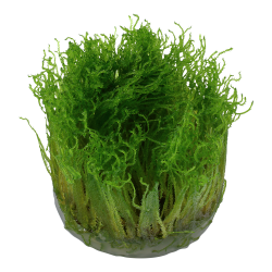 Taxiphyllum sp. 'Spiky Moss' - 1-2-grow