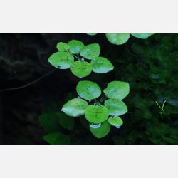 Limnobium laevigatum - 1-2-grow