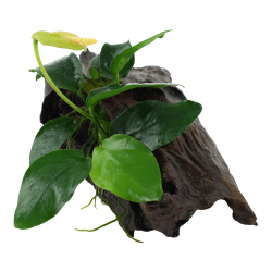 Anubias barteri var. nana på rod