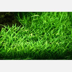 Lilaeopsis brasiliensis - 1-2-grow