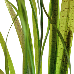 Vallisneria spiralis 'Tiger' - potte