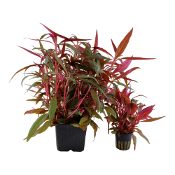Alternanthera reineckii 'Pink' - XL potte