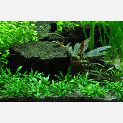 Cryptocoryne parva - 1-2-grow