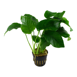 Anubias barteri var. barteri - potte