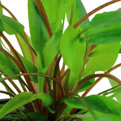 Cryptocoryne wendtii 'Green' - potte