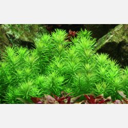 Pogostemon deccanensis - 1-2-grow