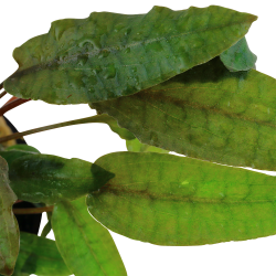 Cryptocoryne wendtii 'Tropica' - potte