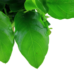 Anubias barteri var. nana 'Large' - potte