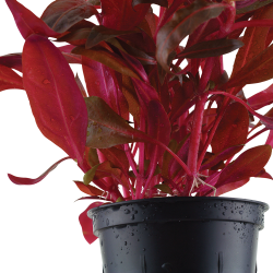 Alternanthera reineckii 'Rosanervig' - potte