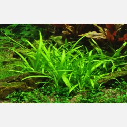 Sagittaria subulata - 1-2-grow