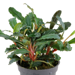 Bucephalandra sp. 'Red' - potte
