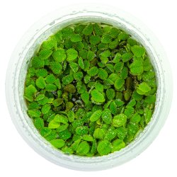 Salvinia minima - 1-2-grow