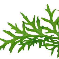 Ceratopteris thalictroides - potte