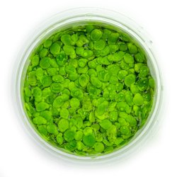 Spirodela polyrrhiza - 1-2-grow