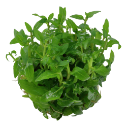 Staurogyne repens - 1-2-grow