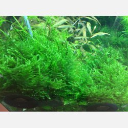 Taxiphyllum alternans 'Taiwan Moss' - 1-2-grow