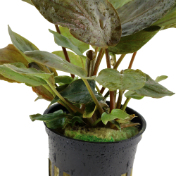 Lagenandra meeboldii 'Red' - potte