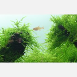 Taxiphyllum barbieri 'Bogor Moss' - 1-2-grow