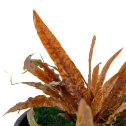 Cryptocoryne albida 'Brown' - potte