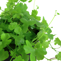 Hydrocotyle tripartita - potte