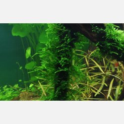 Taxiphyllum sp. 'Spiky Moss' - 1-2-grow