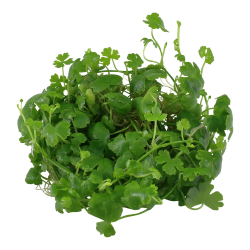 Hydrocotyle tripartita - 1-2-grow