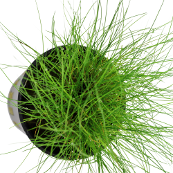 Eleocharis parvula - potte