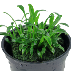 Cryptocoryne parva - potte