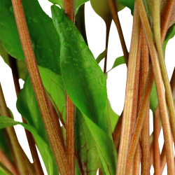 Cryptocoryne undulata 'Broad Leaf' - potte
