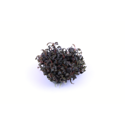 Bucephalandra 'Kedagang' - 1-2-grow