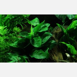Anubias barteri var. nana - p lavasten