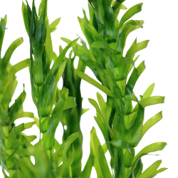 Egeria Densa - bundt i keramikringe