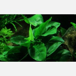 Anubias barteri var. nana på rod